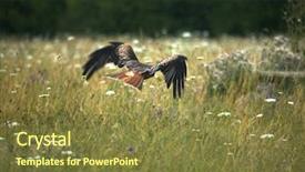  Presentation with kite - PPT layouts enhanced with red kite flying across a wild meadow with motion blur on the wings whilst the tail and body are frozen background and a tawny brown colored foreground