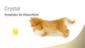  Presentation with kitten - Colorful PPT theme enhanced with red kitten hunts for ball isolated on white background backdrop and a white colored foreground