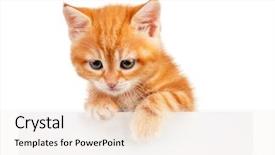  Presentation with kitten - Colorful presentation design enhanced with red kitten with empty board on white background backdrop and a sky blue colored foreground