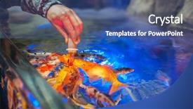  Presentation with fish aquarium - Colorful PPT theme enhanced with red koi - male hand feeding fish backdrop and a ocean colored foreground