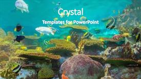  Presentation with fishes - PPT theme having red koi - tropical fishes at rayong aquarium background and a teal colored foreground