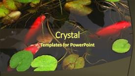  Presentation with fish pond - Colorful slide set enhanced with red koi fishes backdrop and a tawny brown colored foreground