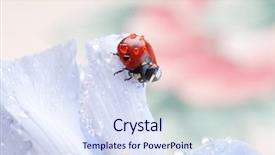  Presentation with iris flower - Colorful PPT theme enhanced with red ladybird on iris flower backdrop and a sky blue colored foreground