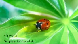  Presentation with stem - Audience pleasing theme consisting of red-ladybug-creeps-on-stem backdrop and a seafoam green colored foreground