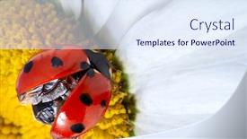  Presentation with ladybug - PPT layouts consisting of red-ladybug-on-camomile-flower background and a sky blue colored foreground