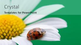  Presentation with ladybug - Presentation theme with red-ladybug-on-camomile-flower background and a seafoam green colored foreground