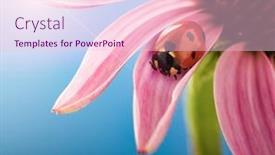  Presentation with echinacea - Presentation theme enhanced with red-ladybug-on-echinacea-flower background and a lemonade colored foreground