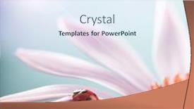  Presentation with echinacea - Slides consisting of red-ladybug-on-echinacea-flower background and a sky blue colored foreground