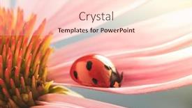  Presentation with echinacea - Slide deck featuring red-ladybug-on-echinacea-flower background and a lemonade colored foreground