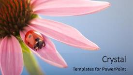  Presentation with echinacea - Colorful PPT layouts enhanced with red ladybug on echinacea flower backdrop and a teal colored foreground
