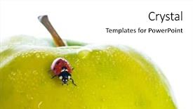 Presentation with green apple - Colorful slides enhanced with red-ladybug-on-green-apple backdrop and a white colored foreground