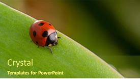  Presentation with green leaf - Presentation enhanced with red-ladybug-on-green-leaf background and a tawny brown colored foreground
