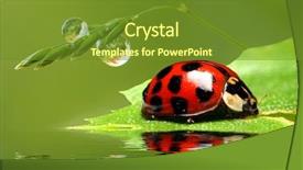  Presentation with water leaf - Slide set enhanced with red-ladybug-on-green-leaf background and a tawny brown colored foreground