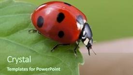  Presentation with green leaf - Presentation theme consisting of red ladybug on green leaf background and a tawny brown colored foreground