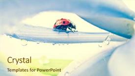  Presentation with iris flower - PPT theme having red ladybug on iris flower background and a cream colored foreground