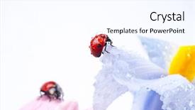  Presentation with iris flower - Presentation theme featuring red ladybug on iris flower background and a cool aqua colored foreground