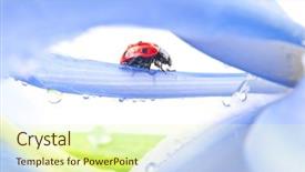  Presentation with iris flower - Audience pleasing presentation theme consisting of red ladybug on iris flower backdrop and a soft green colored foreground
