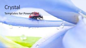  Presentation with iris flower - Audience pleasing presentation theme consisting of red ladybug on iris flower backdrop and a light blue colored foreground