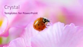  Presentation with stem - Colorful presentation design enhanced with red-ladybug-on-primrose-flower backdrop and a pink colored foreground
