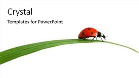  Presentation with biology red - Beautiful PPT theme featuring biology green - red ladybug backdrop and a white colored foreground