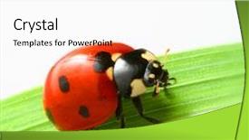  Presentation with ladybug - Cool new PPT theme with red ladybug backdrop and a white colored foreground