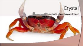  Presentation with crab - Slides having red land crab gecarcinus quadratus background and a light gray colored foreground