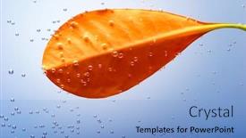  Presentation with blue drops - Slides with red-leaf-with-drops background and a light blue colored foreground