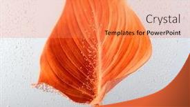  Presentation with water leaf - Colorful PPT theme enhanced with red-leaf-with-drops backdrop and a coral colored foreground