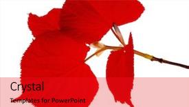  Presentation with red and gold leaves - Slides enhanced with red leaves isolated on white background and a  colored foreground