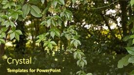  Presentation with virginia - Presentation theme consisting of red-leaves-of-virginia-creeper background and a tawny brown colored foreground