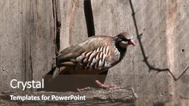 Presentation with red - PPT theme having red-legged partridge alectoris rufa background and a  colored foreground
