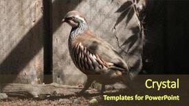  Presentation with underwater wild nature sea life - Presentation design enhanced with red-legged partridge alectoris rufa background and a  colored foreground