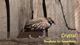  Presentation with red - Slide set enhanced with red-legged partridge alectoris rufa background and a  colored foreground