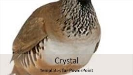  Presentation with hall fame of red stamp - Cool new presentation theme with red-legged partridge or french partridge alectoris rufa a game bird in the pheasant family in front of white background backdrop and a coral colored foreground
