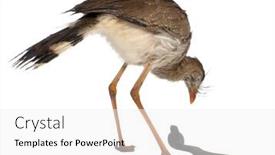  Presentation with red - Colorful presentation theme enhanced with red-legged-seriema-or-crested backdrop and a white colored foreground