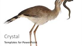  Presentation with red - Presentation theme with red-legged-seriema-or-crested background and a white colored foreground