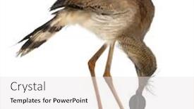  Presentation with red - Audience pleasing presentation theme consisting of red-legged-seriema-or-crested backdrop and a white colored foreground