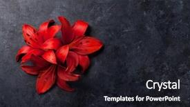  Presentation with dark space - PPT theme enhanced with red lily flowers on dark background and a dark gray colored foreground