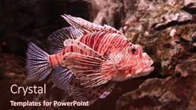  Presentation with coral reef - Slide set having red-lionfish-one background and a wine colored foreground