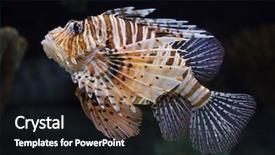  Presentation with tropical fruit and vegetable - Cool new slide set with red lionfish pterois volitans tropical backdrop and a wine colored foreground