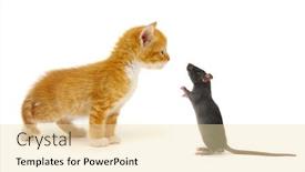  Presentation with white rat - Cool new presentation with red-little-cat-and-rat backdrop and a lemonade colored foreground