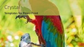  Presentation with branch - PPT theme featuring red-macaw-sitting-on-branch background and a yellow colored foreground