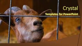  Presentation with barn - Cool new PPT theme with red male goat looking upwards from behind a fence in a barn pen backdrop and a wine colored foreground