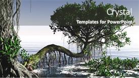  Presentation with florida - Audience pleasing PPT theme consisting of red-mangroves-on-florida-coast backdrop and a tawny brown colored foreground