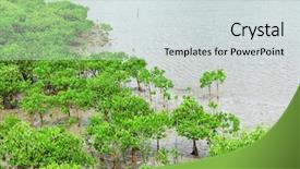  Presentation with mangrove - PPT layouts having red mangroves background and a light gray colored foreground