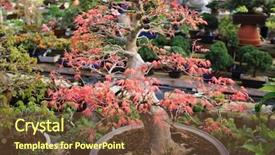  Presentation with bonsai - Amazing PPT theme having soil formation - red maple bonsai thick trunk backdrop and a tawny brown colored foreground