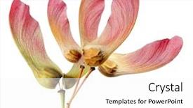  Presentation with maple - Cool new presentation design with red maple fruits isolated backdrop and a  colored foreground