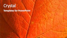  Presentation with maple leaf - Amazing presentation having red maple leaf close up backdrop and a crimson colored foreground