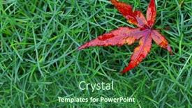  Presentation with maple leaf - Cool new presentation with red maple leaf on green grass background backdrop and a forest green colored foreground