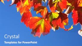  Presentation with maple leaves - Beautiful slides featuring red maple leaves on blue background backdrop and a teal colored foreground